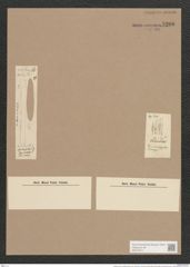 Synedra ulna var. ceolata (Kuetz.) Grun. (de-Toni-Nr.: Genus 66, Species 2584) Zeichnungen Sammlung Grunow Nr. 5206 (NHMW-BOT-W0373571)
